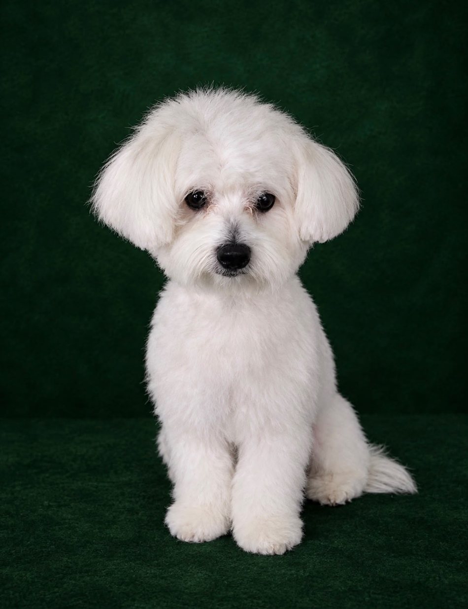 Cão branco de pelo cuidado, fotografado depois do grooming